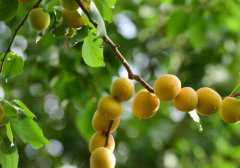 杏树可以和什么树嫁接?方法和时间你都清楚吗?