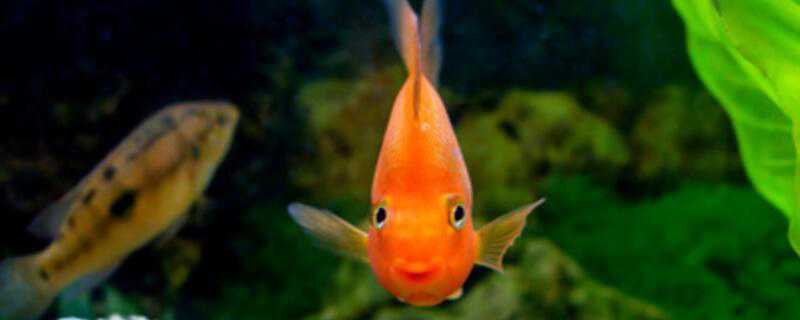 鹦鹉鱼怎么繁殖后代