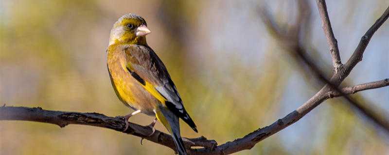 С������ô������