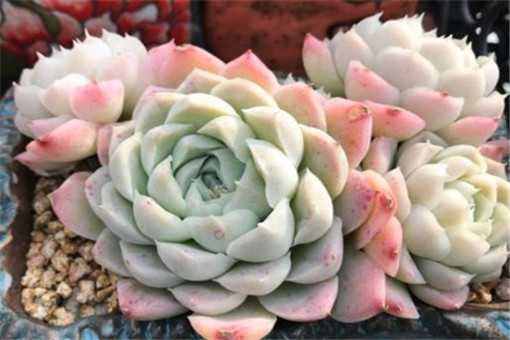 ����Ķ���