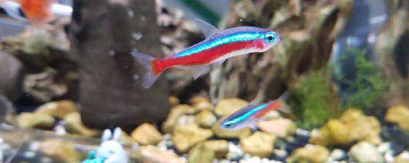 红绿灯怎么繁殖