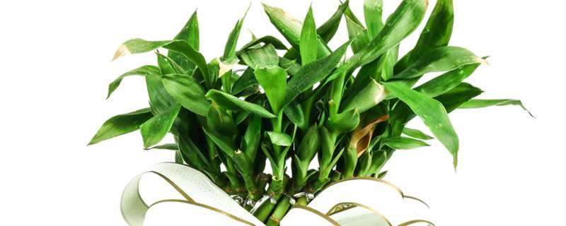 转运竹怎么繁殖