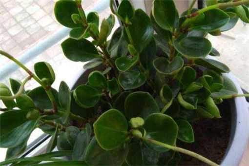 ƿ����ı���