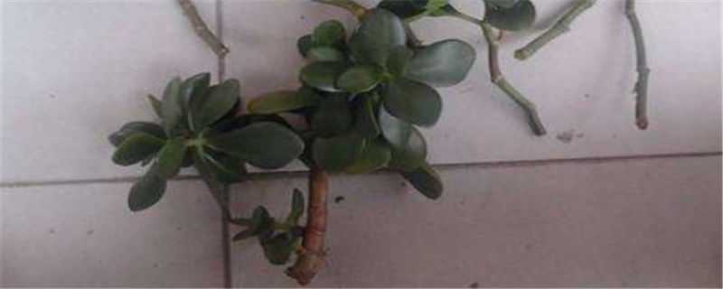 ��ɫ�ı���