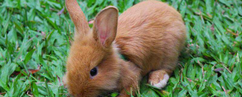 小兔子怎么过冬的