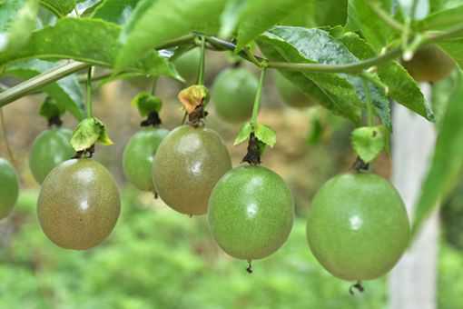 怎样线上线下推销百香果