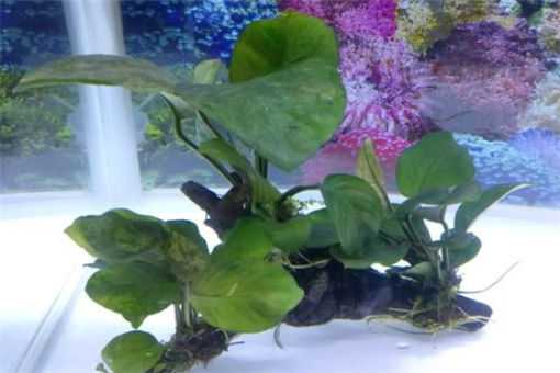 水榕的养殖方法