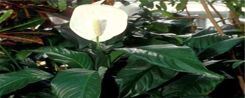 一帆风顺的颜色