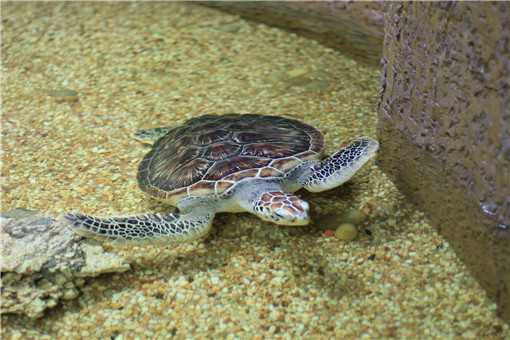 乌龟病害防治方法