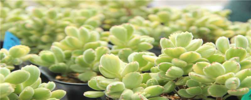 熊爪多肉的模样