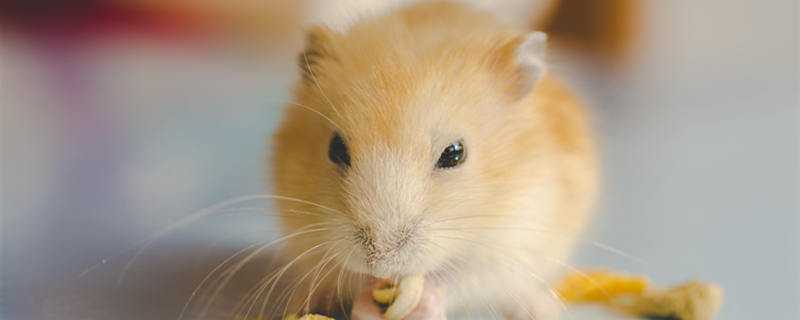 ��������ô����