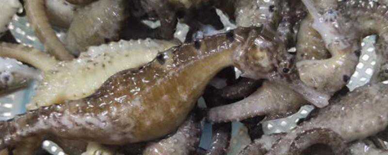 海马是怎么繁殖的