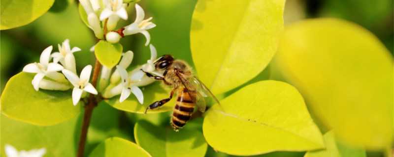 蜜蜂怎么过冬的?