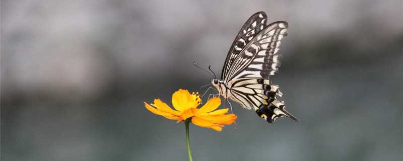 蝴蝶怎么过冬?