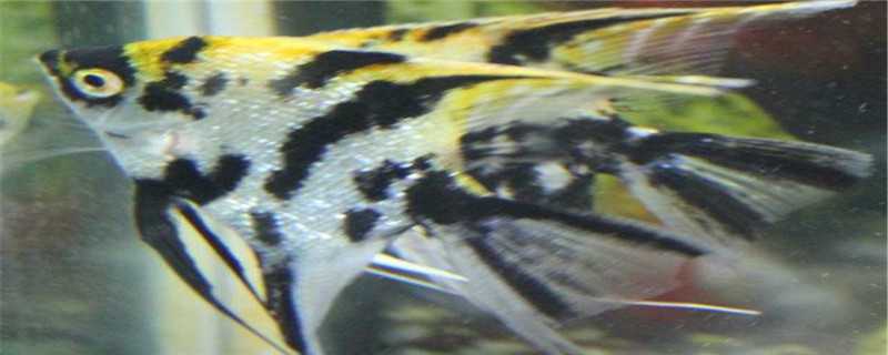 燕子鱼繁殖方法