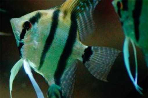 燕子鱼形态特征