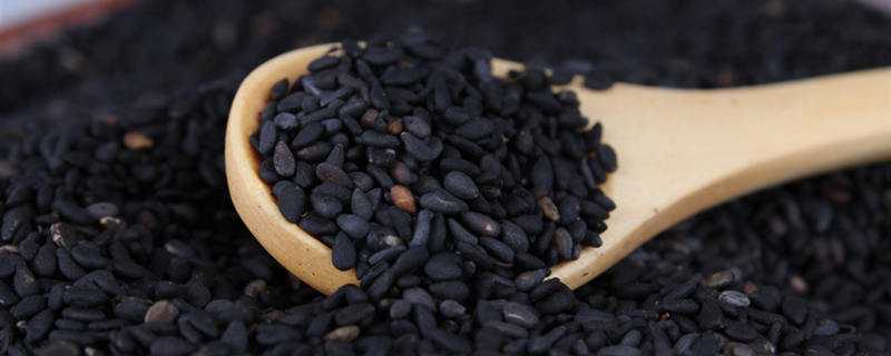 黑芝麻树长什么样