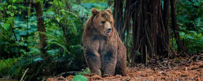 熊是什么科动物