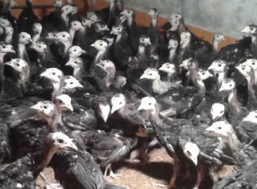 火鸡苗多少钱一只