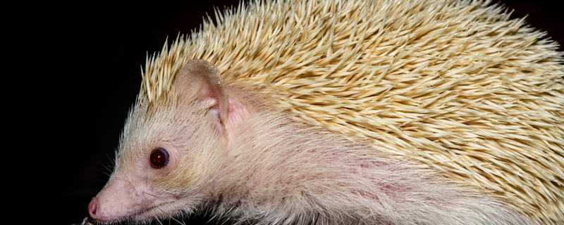 �����ô��ֳ