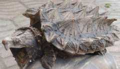 �����������Ǯһֻ������ʱ���ֲ��Զ������������ô�죿