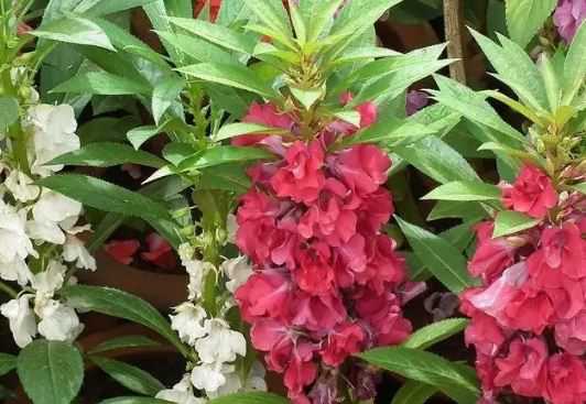 ���ɻ���ֲ����