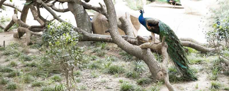 ��ȸ��ô��ֳ��