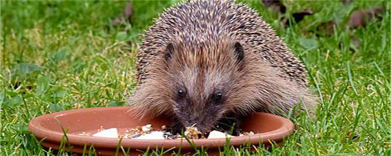 刺猬怎么过冬天