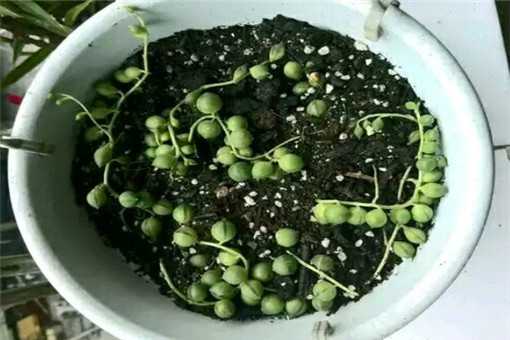 佛珠的养殖方法