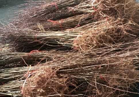 丰园红杏树苗价格是多少钱一棵