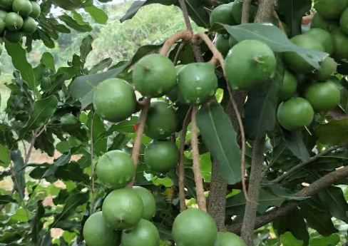 广西坚果树苗价格