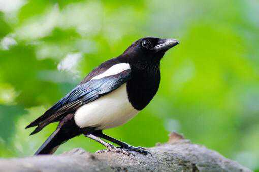 喜鹊进家里是吉是凶