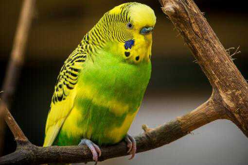 �����������˵ı�������Щ