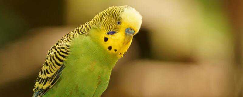 ������ô������