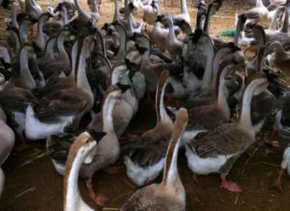 广东狮头鹅苗价格