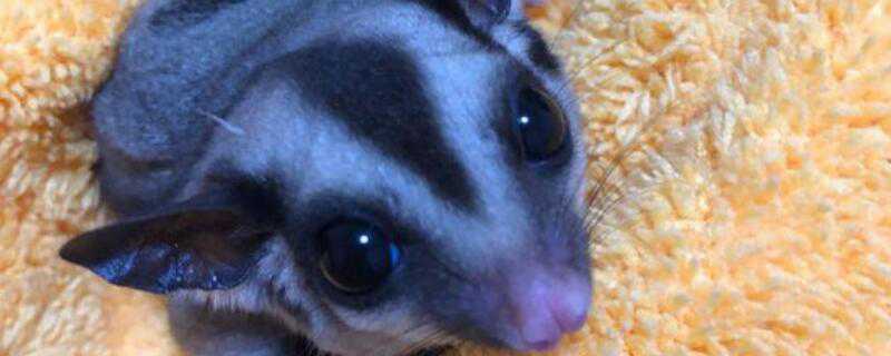 蜜袋鼯怎么过冬