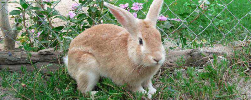 兔子怎么过冬