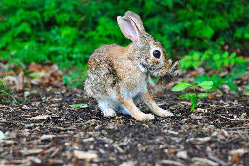 兔子