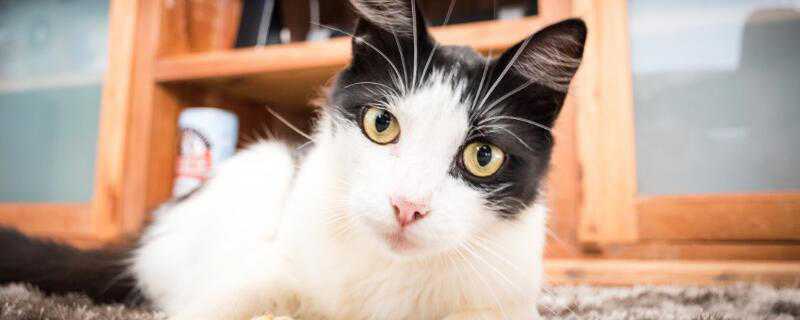 猫的养法注意事项