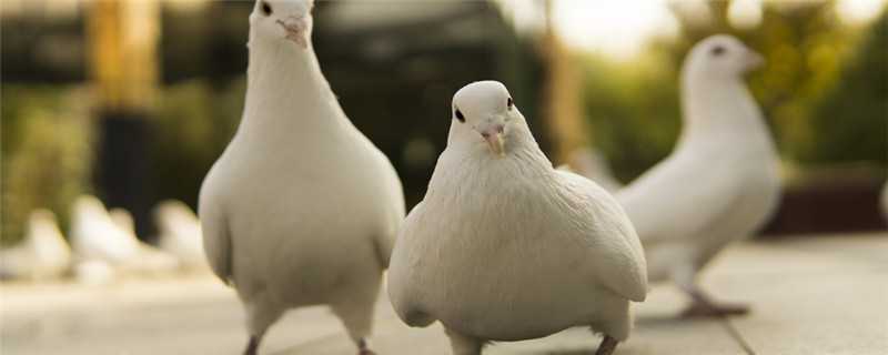 ôֳ