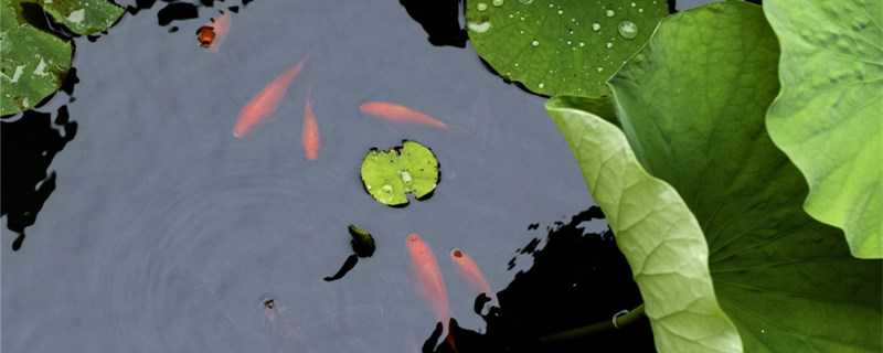 草金鱼怎么繁殖?