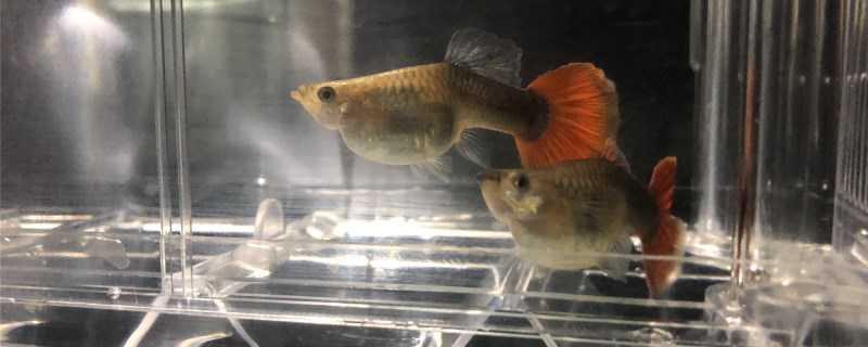 大肚鱼怎么繁殖?