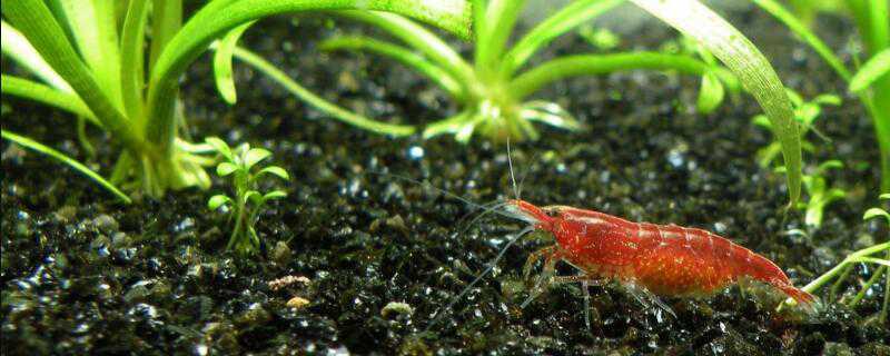 虾抱卵后怎么繁殖