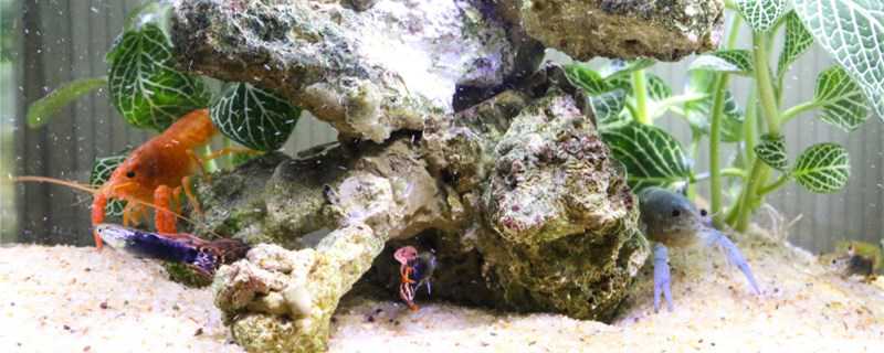 观赏虾怎么繁殖?