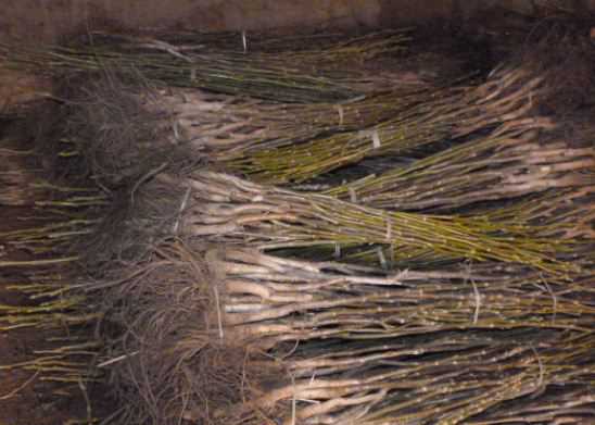 核桃树苗多少钱一棵