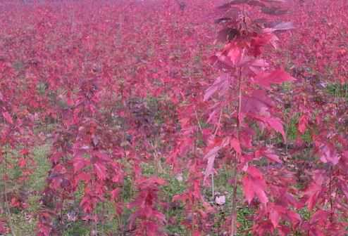 红枫树苗多少钱一棵