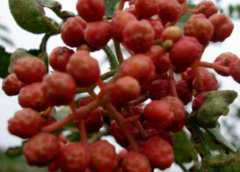 韩城大红袍树苗多少钱一棵?附种植技术要点