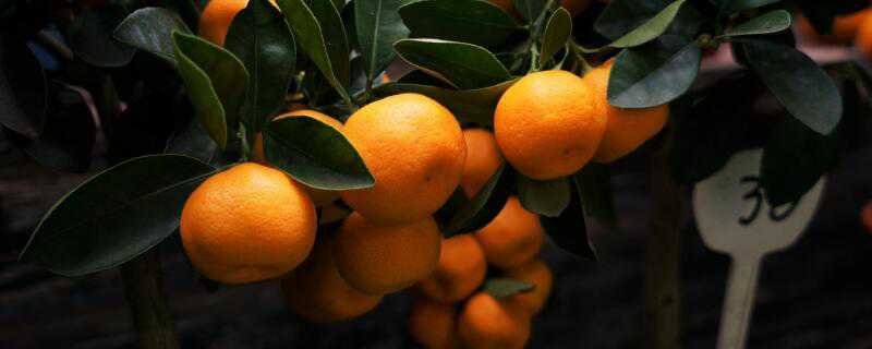 秋季可以种什么水果