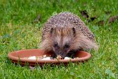 ���鶯���⬺ò�����ֳ��