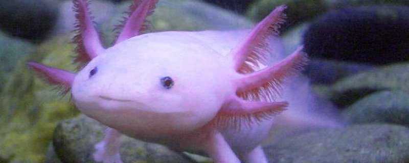 六角恐龙怎么繁殖